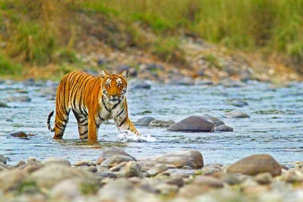 Jim Corbett and Nainital Tour Package from Delhi
